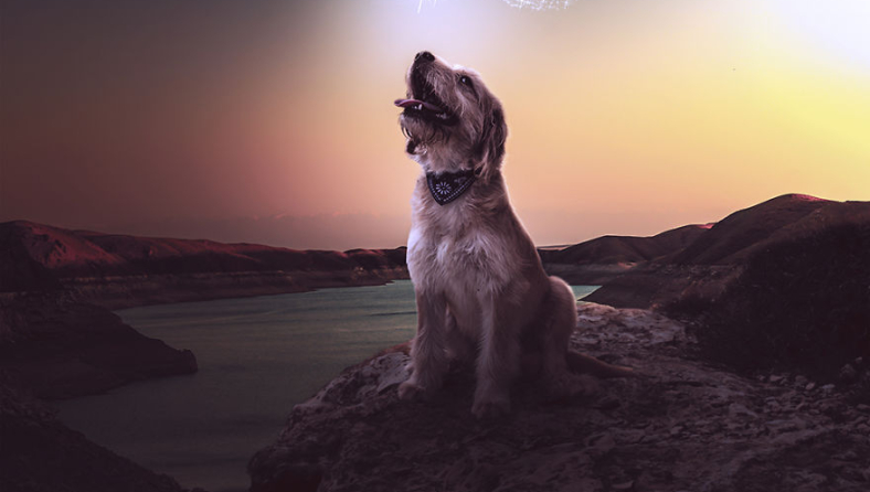 dog2.jpg