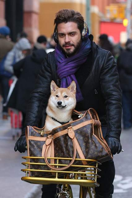 Ex-boyfriend of fashion designer Marc Jacobs Lorenzo Martone rides a bike down Prince Street with his husky dog in SoHo  New York City