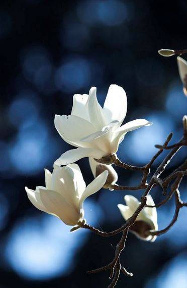 5 magnolia