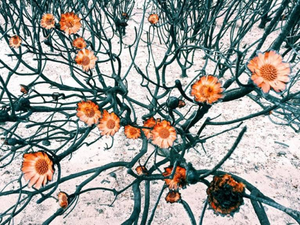 2015 iphone photography 06