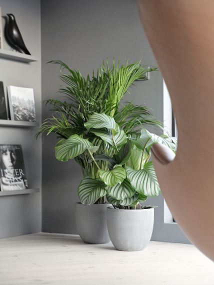 6 plants