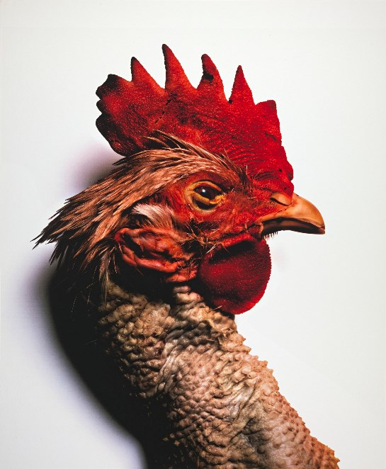Red Rooster New York 2003