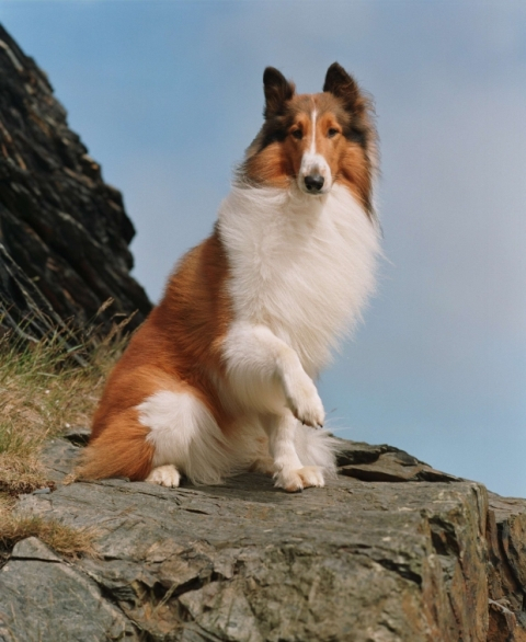 H Lassie είναι από τα δημοφιλέστερα σκυλιά του παγκόσμιου κινηματογράφου.