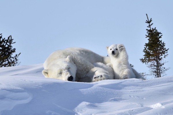 wildlifecomedywinners20160-1.jpg