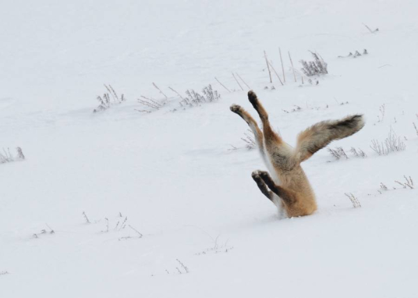 wildlifecomedywinners20161-900x642.jpg