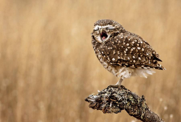 wildlifecomedywinners20164-900x606.jpg