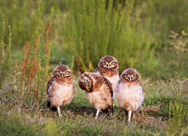 wildlifecomedywinners20166-900x649.jpg