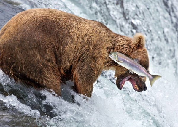 wildlifecomedywinners20167-900x643.jpg