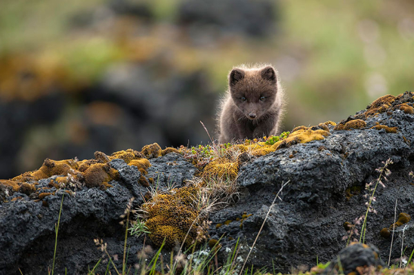 iceland-nature-travel-photography-5-5863c369c5c0c-880.jpg