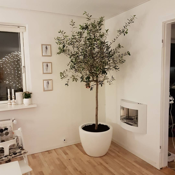 olivetree-g.jpg