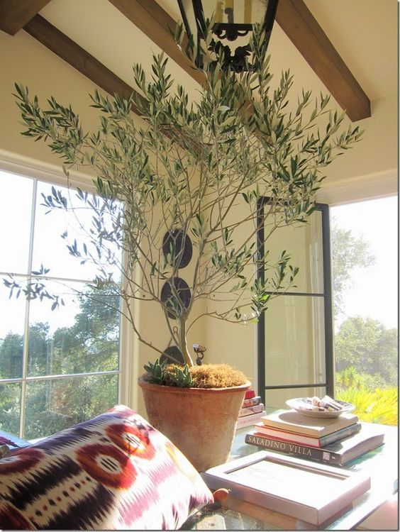 olivetree-p.jpg