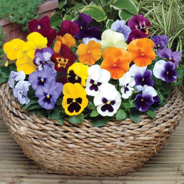 77685-colorful-basket-of-pansies.jpg