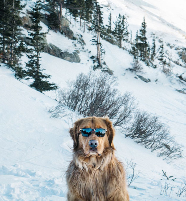 aspenthemountainpup