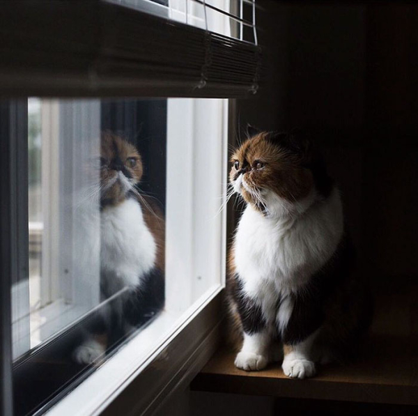 animals-about-to-drop-album-photos-46-58aeeff6917e4-700.jpg