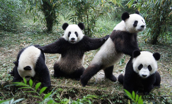 animals-about-to-drop-album-photos-52-58aef9b688c14-700.jpg