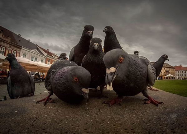 animals-about-to-drop-album-photos-58aeb0ce59ff1-700.jpg