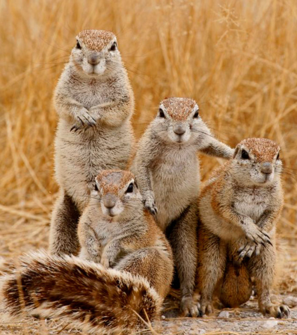 animals-about-to-drop-album-photos-58aeb22cb6327-700.jpg