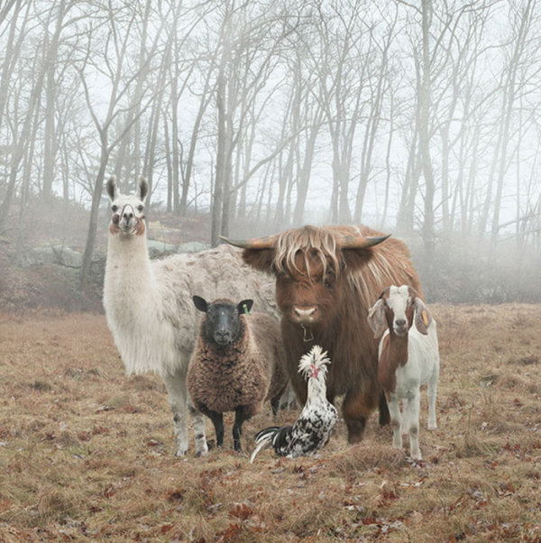 animals-about-to-drop-album-photos-58aeb2b30934d-700.jpg