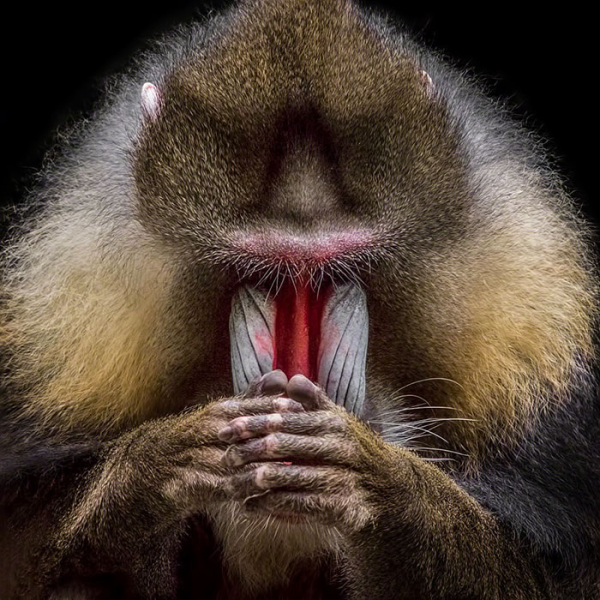 animals-about-to-drop-album-photos-58aeb3feb496d-700.jpg