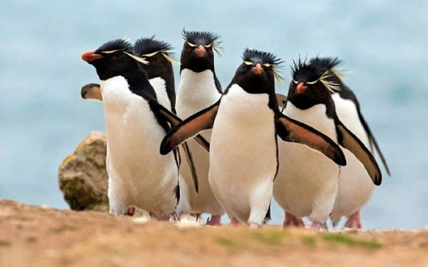 animals-about-to-drop-album-photos-58aeb9160009a-700.jpg