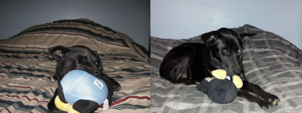 pet105813.jpg