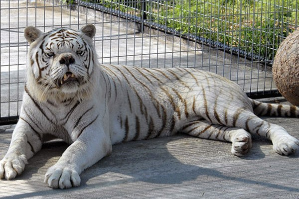 Ο Kenny ήταν ένας πανέμορφος λευκός τίγρης, αλλά πέθανε το 2008 από καρκίνο αφού υπέφερε από το σύνδρομο Down για δύο χρόνια.