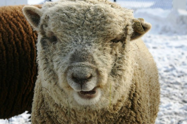 Αυτό το πρόβατο ζει την κάθε μέρα διαφορετικά, αφού είναι το ίδιο διαφορετικό.