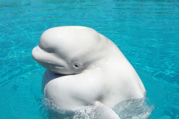 Αυτή η λευκή φάλαινα διαγνώστηκε με σύνδρομο Down αφού παρατηρήθηκε η συμπεριφορά της με τους ανθρώπους και τα άλλα ζώα.