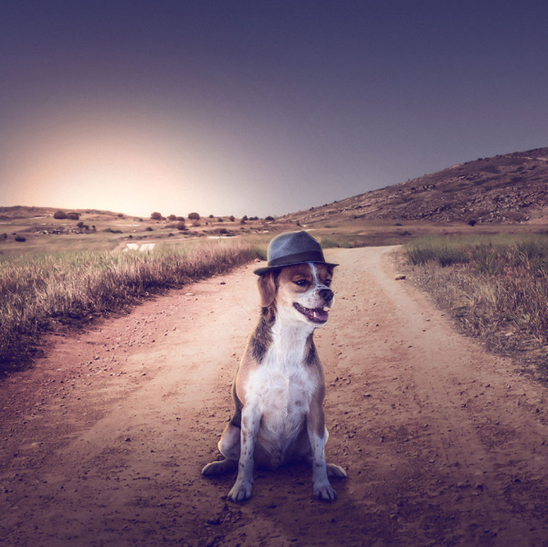 Ο φωτογράφος που βοηθάει αδέσποτα σκυλάκια να υιοθετηθούν