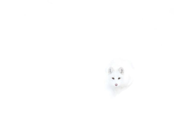 Η αρκτική αλεπού κρυμμένη στο χιόνι