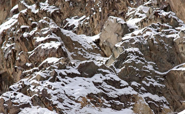 Λεοπάρδαλη στο χιόνι