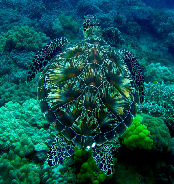 Η πράσινη θαλάσσια χελώνα στο βυθό