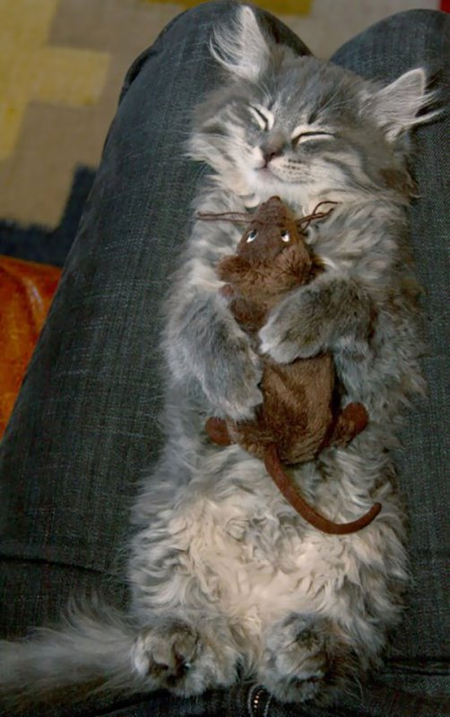 Αγκαλιά με το ποντικάκι.