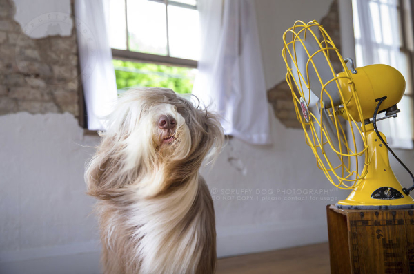 blow-the-whimsical-and-artistic-photo-series-from-scruffy-dog-photography-that-explores-the-fun-interactions-of-dogs-with-fans-5889abcf695f8-880.jpg