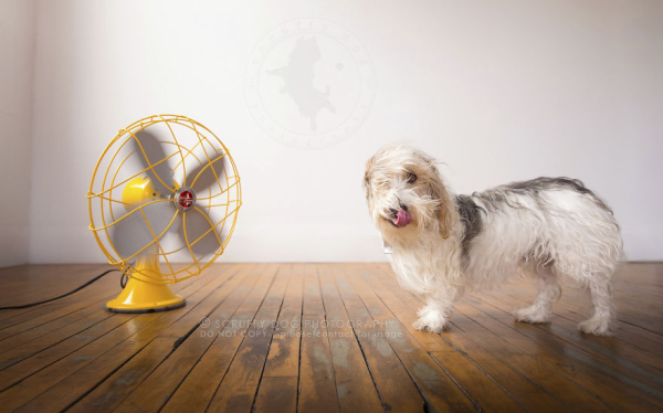blow-the-whimsical-and-artistic-photo-series-from-scruffy-dog-photography-that-explores-the-fun-interactions-of-dogs-with-fans-5889abf471839-880.jpg