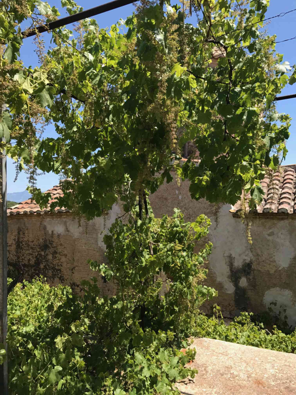 Στο μοναστήρι του Προφήτη Ηλία στα Καλλιανέϊκα