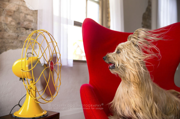 blow-the-whimsical-and-artistic-photo-series-from-scruffy-dog-photography-that-explores-the-fun-interactions-of-dogs-with-fans-5889ac1d7781d-880.jpg