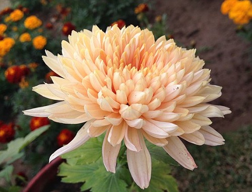 chrysanthemum-satdeep-gill.jpg