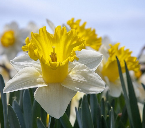 daffodils-paul-vanderwerf.jpg