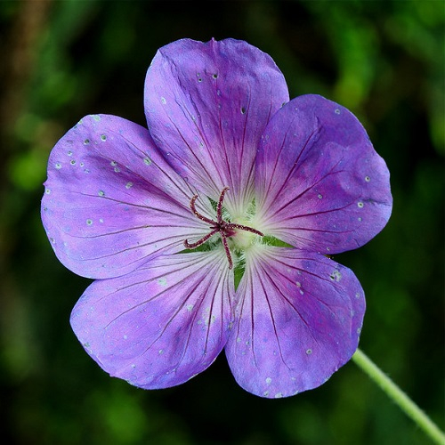 geranium-flower-arend.jpg