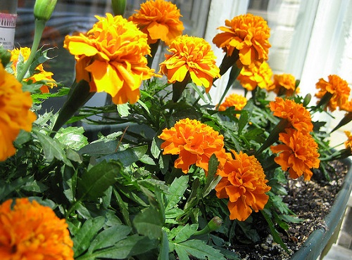 marigold-flowers-regan76.jpg