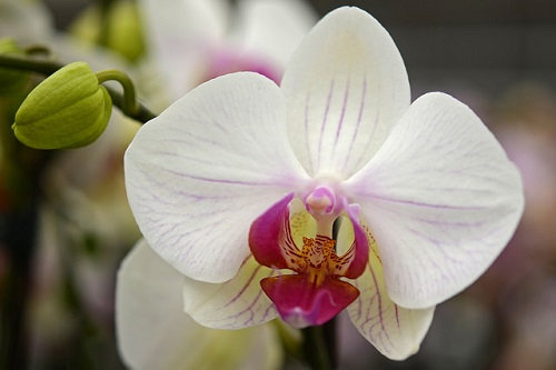 orchid-rene-mensen.jpg
