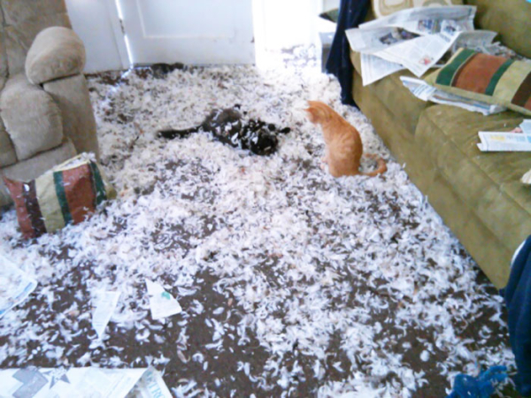 Ο σκύλος του σπιτιού έπαιξε με τα μαξιλάρια και οι γάτες αποφάσισαν να απολαύσουν το γεγονός