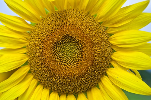 sunflower-anthonyquintano.jpg
