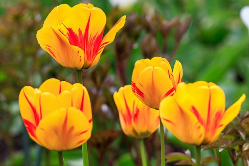 tulip-flowers-betancourt.jpg
