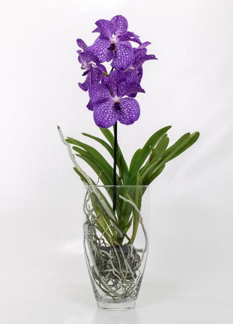 Το γυάλινο βάζο βοηθά στη διατήρηση της υγρασίας που χρειάζεται το φυτό για ν' αναπτυχθεί.