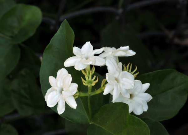 jasminum-sambac2.jpg