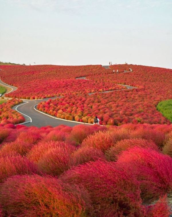 Hitachi National Park, Ιαπωνία