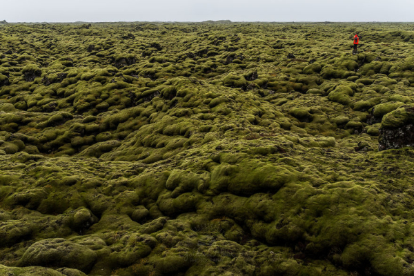 Moss Covered Lava Field
