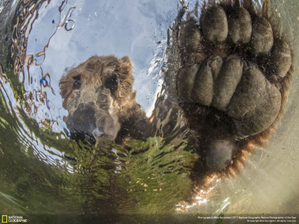 Υγρή αρκούδα, Mike Korostelev